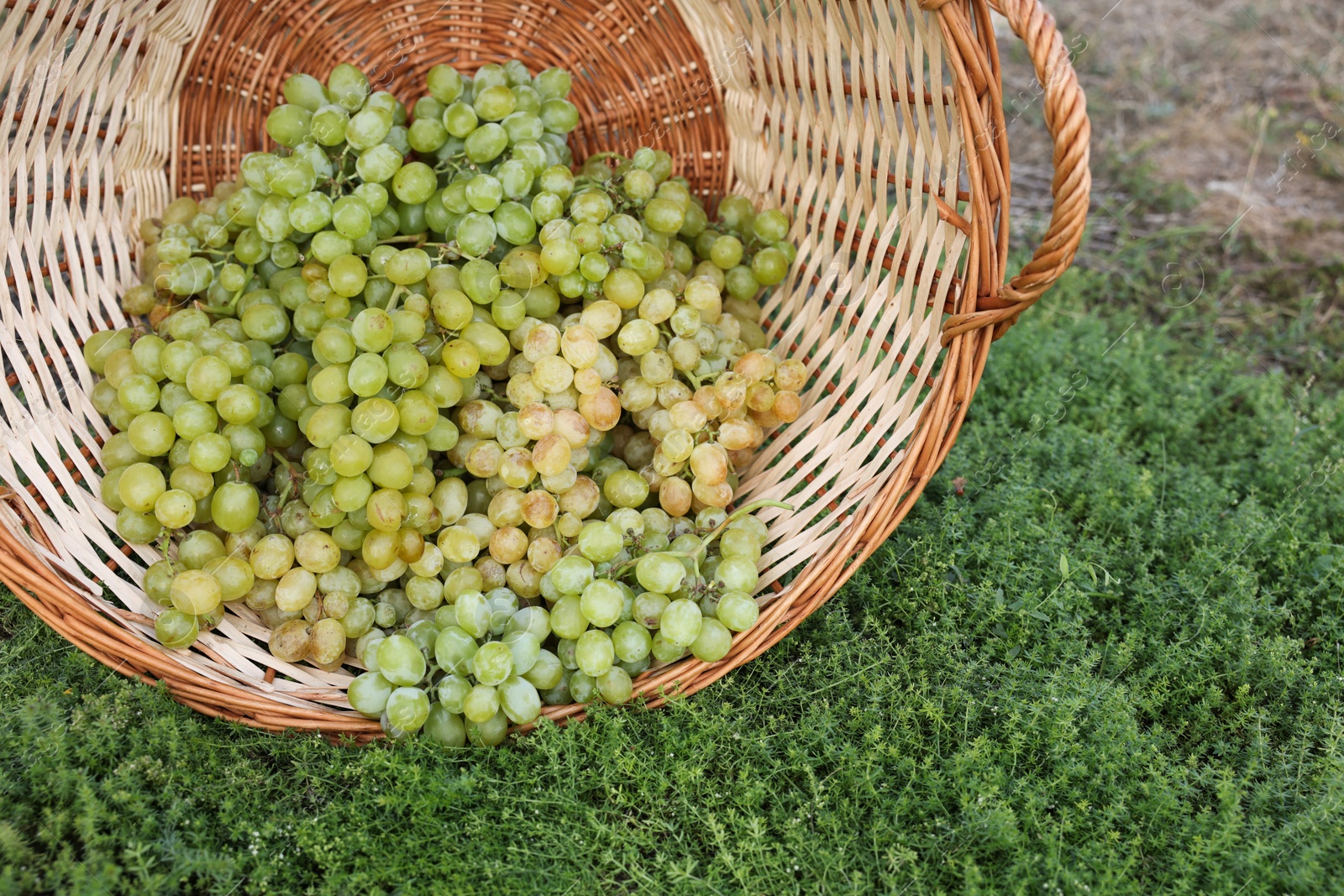 Photo of Ripe grapes in wicker basket on green grass outdoors