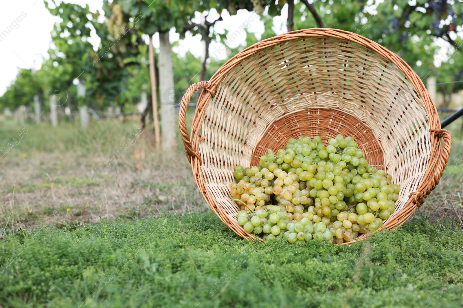 Photo of Ripe grapes in wicker basket outdoors, space for text