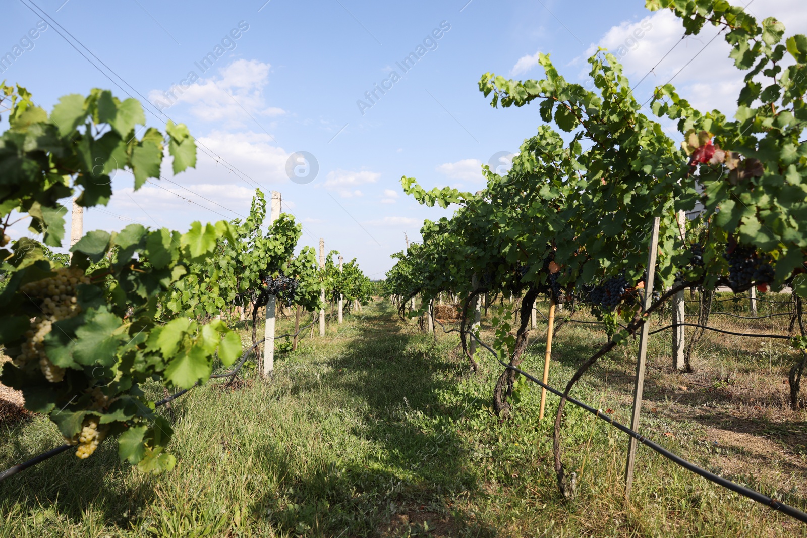 Photo of Fresh ripe juicy grapes growing on branches in vineyard