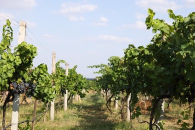 Photo of Fresh ripe juicy grapes growing on branches in vineyard