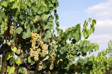 Photo of Fresh ripe juicy grapes growing on branches in vineyard