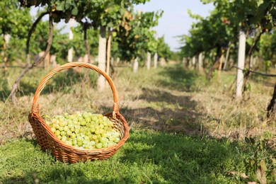 Photo of Ripe grapes in wicker basket outdoors on sunny day, space for text