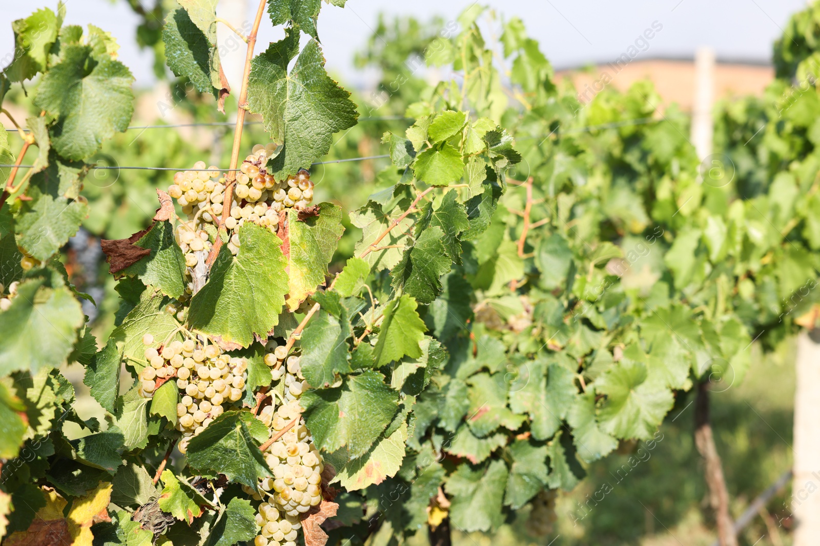 Photo of Ripe juicy grapes growing in vineyard outdoors