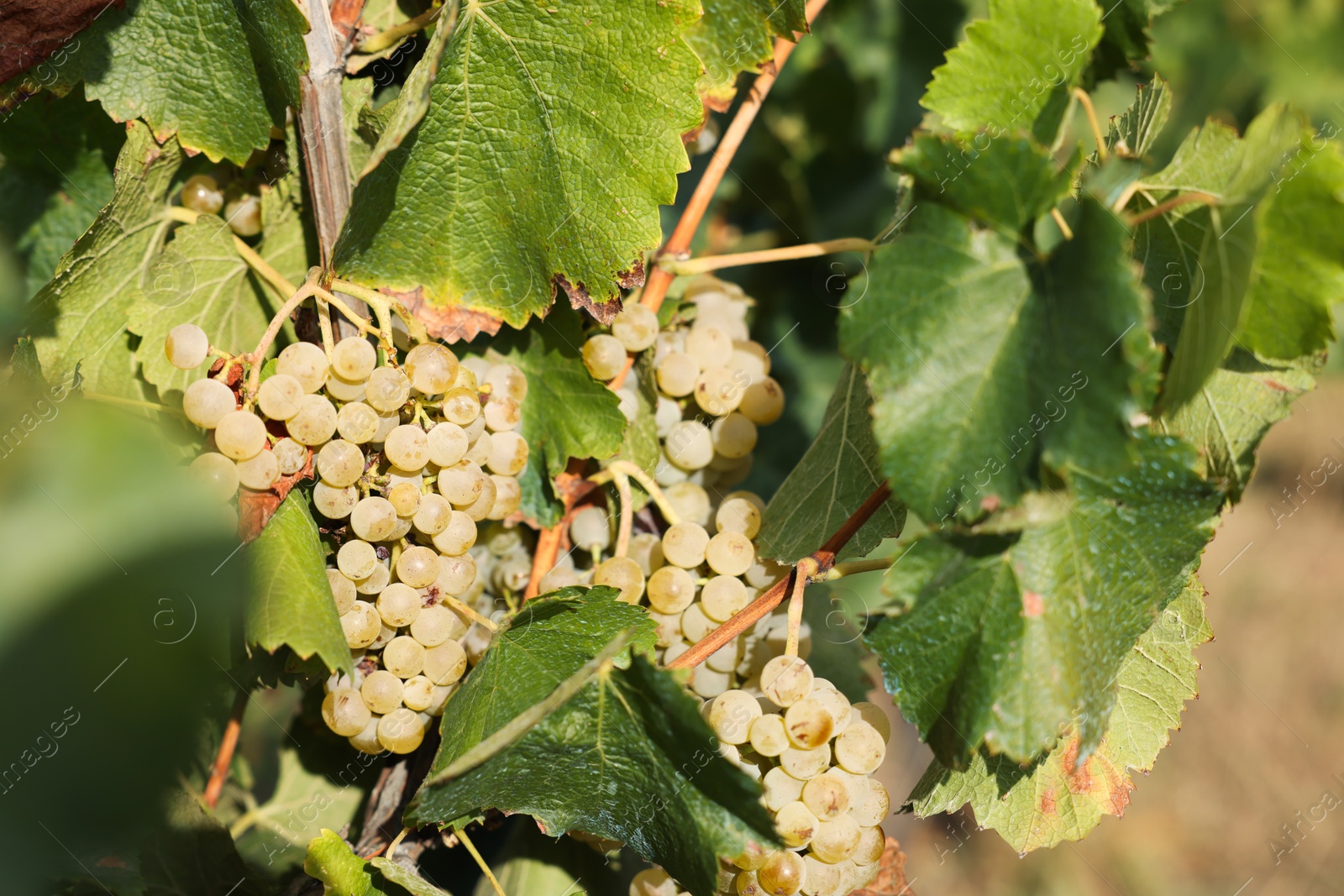 Photo of Ripe juicy grapes growing in vineyard outdoors, closeup