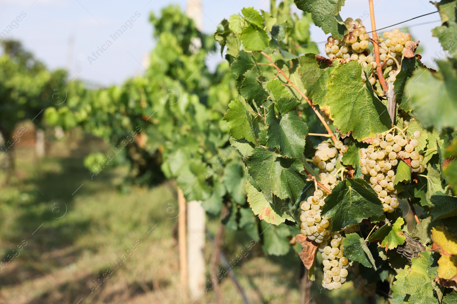 Photo of Fresh ripe juicy grapes growing on branches in vineyard, space for text