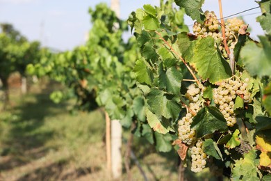 Photo of Fresh ripe juicy grapes growing on branches in vineyard, space for text