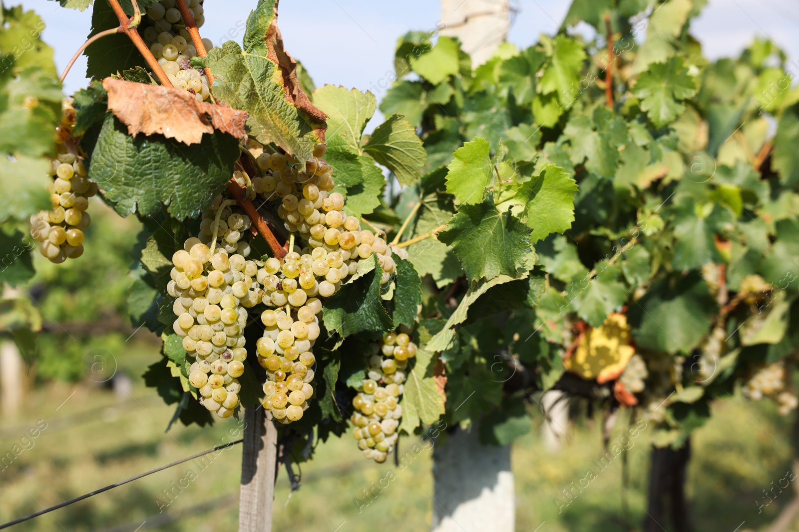 Photo of Ripe juicy grapes growing in vineyard outdoors