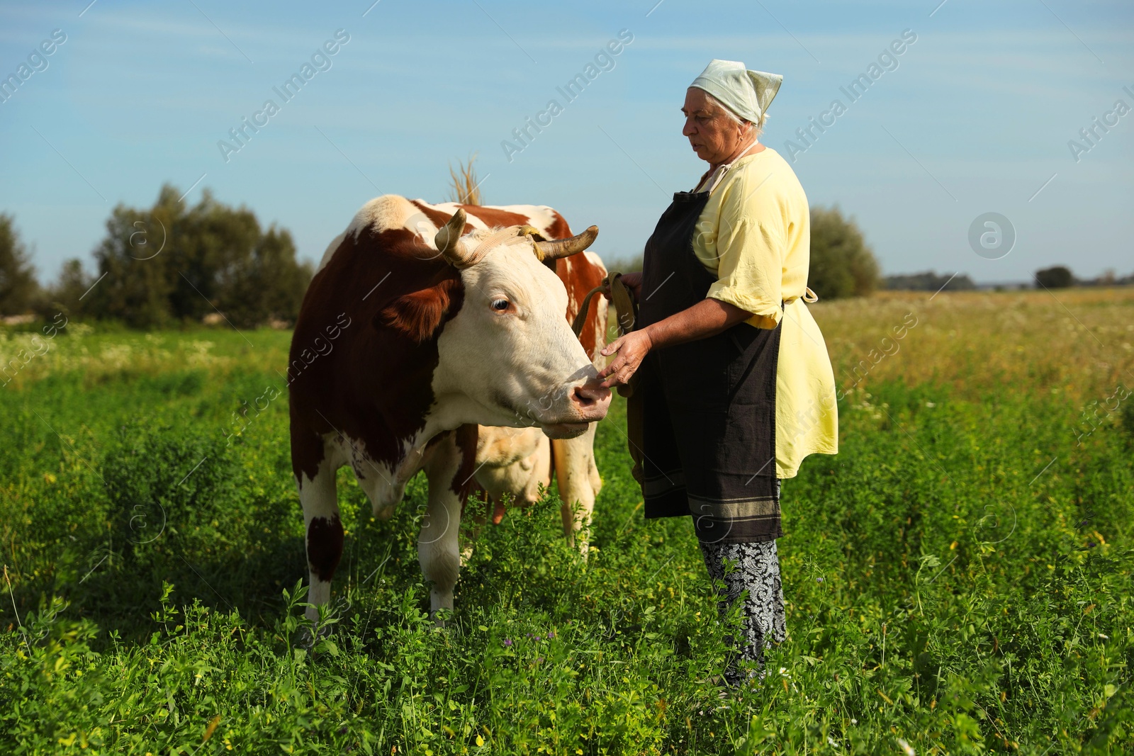 Photo of Senior woman with beautiful cow on pasture