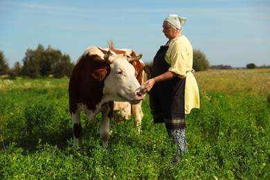 Photo of Senior woman with beautiful cow on pasture