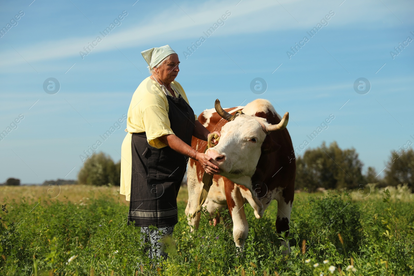 Photo of Senior woman feeding cow on green pasture