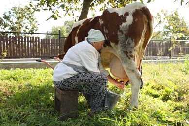 Senior woman milking cow in backyard. Farm animal