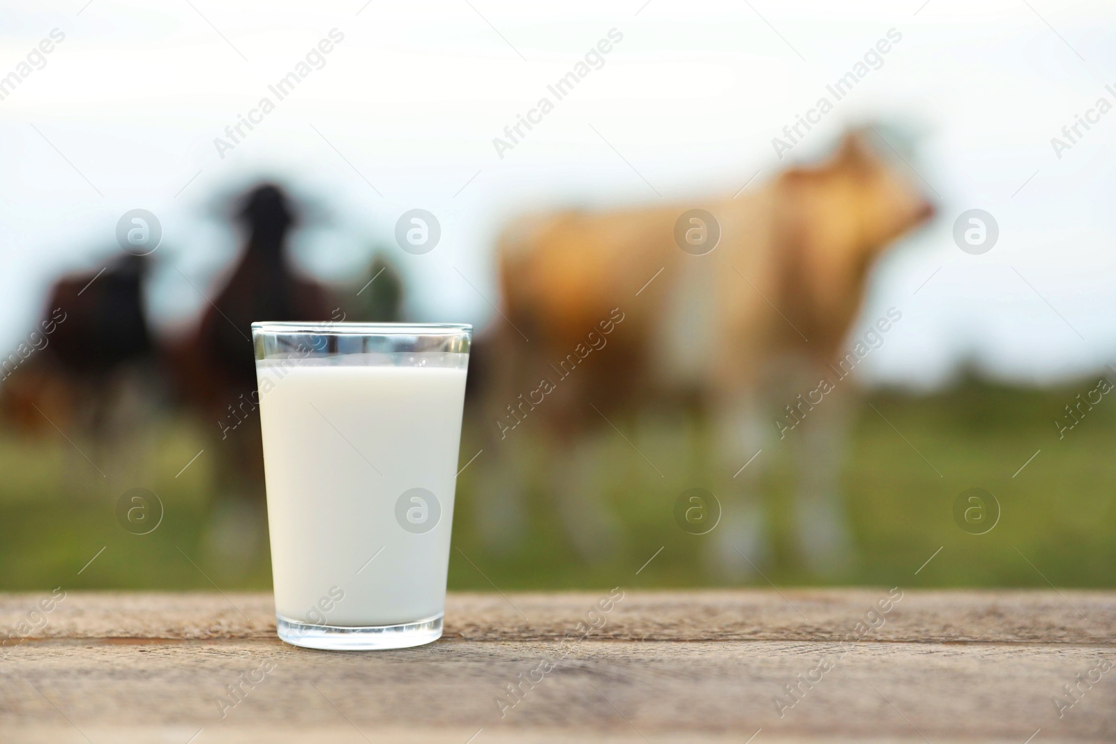 Photo of Fresh milk in glass on wooden table and cows grazing outdoors, selective focus