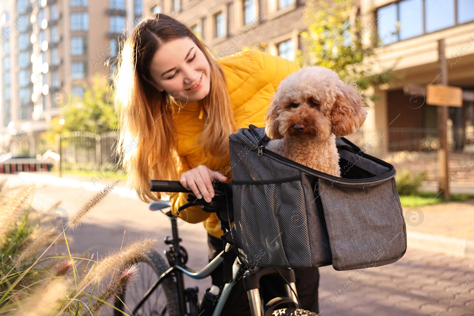 Photo of Woman with bicycle and cute Toy Poodle dog in pet carrier outdoors on sunny day