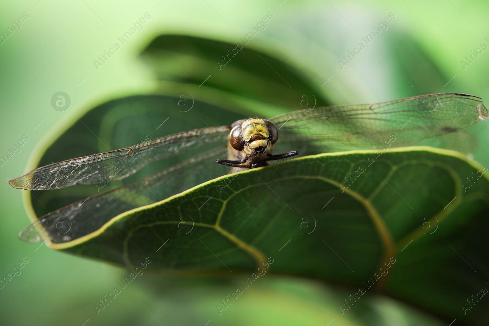 Photo of Beautiful dragonfly on green leaf outdoors, macro view