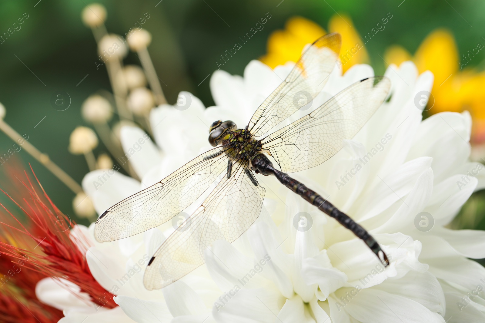 Photo of Beautiful dragonfly on flower outdoors, macro view