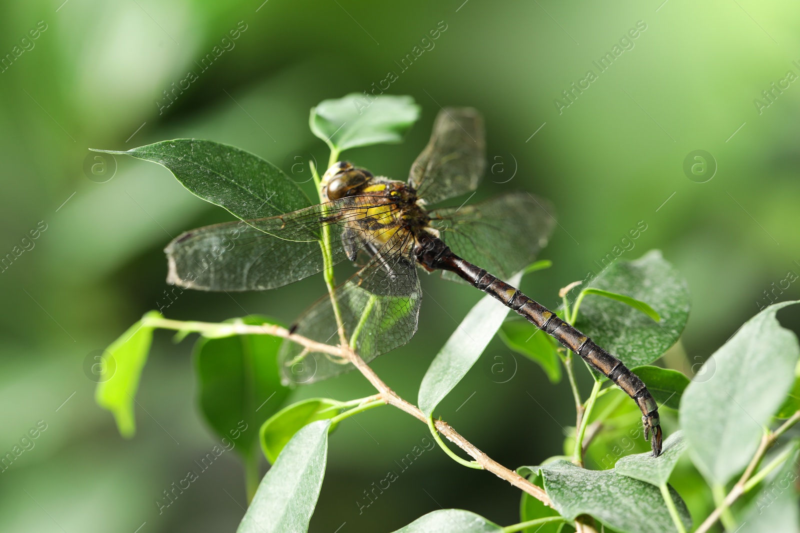 Photo of Beautiful dragonfly on green leaf outdoors, macro view