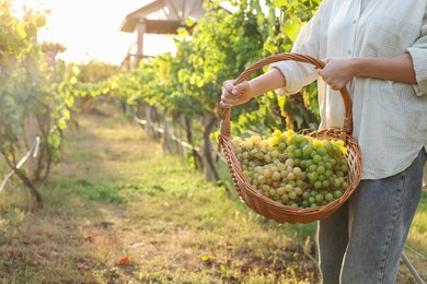 Photo of Farmer with wicker basket of ripe grapes in vineyard, closeup. Space for text