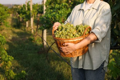 Photo of Farmer with wicker basket of ripe grapes in vineyard, closeup. Space for text