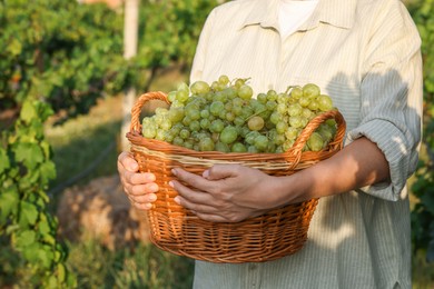 Photo of Farmer holding wicker basket with ripe grapes in vineyard, closeup