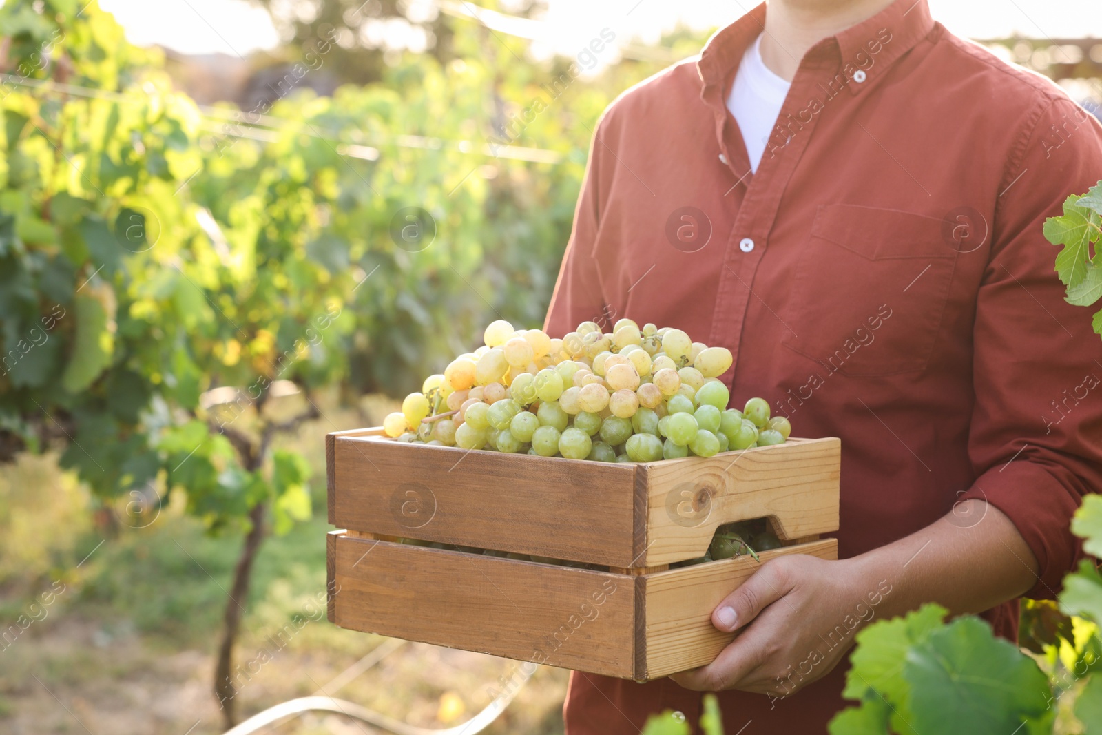 Photo of Farmer holding wooden crate with ripe grapes in vineyard, closeup