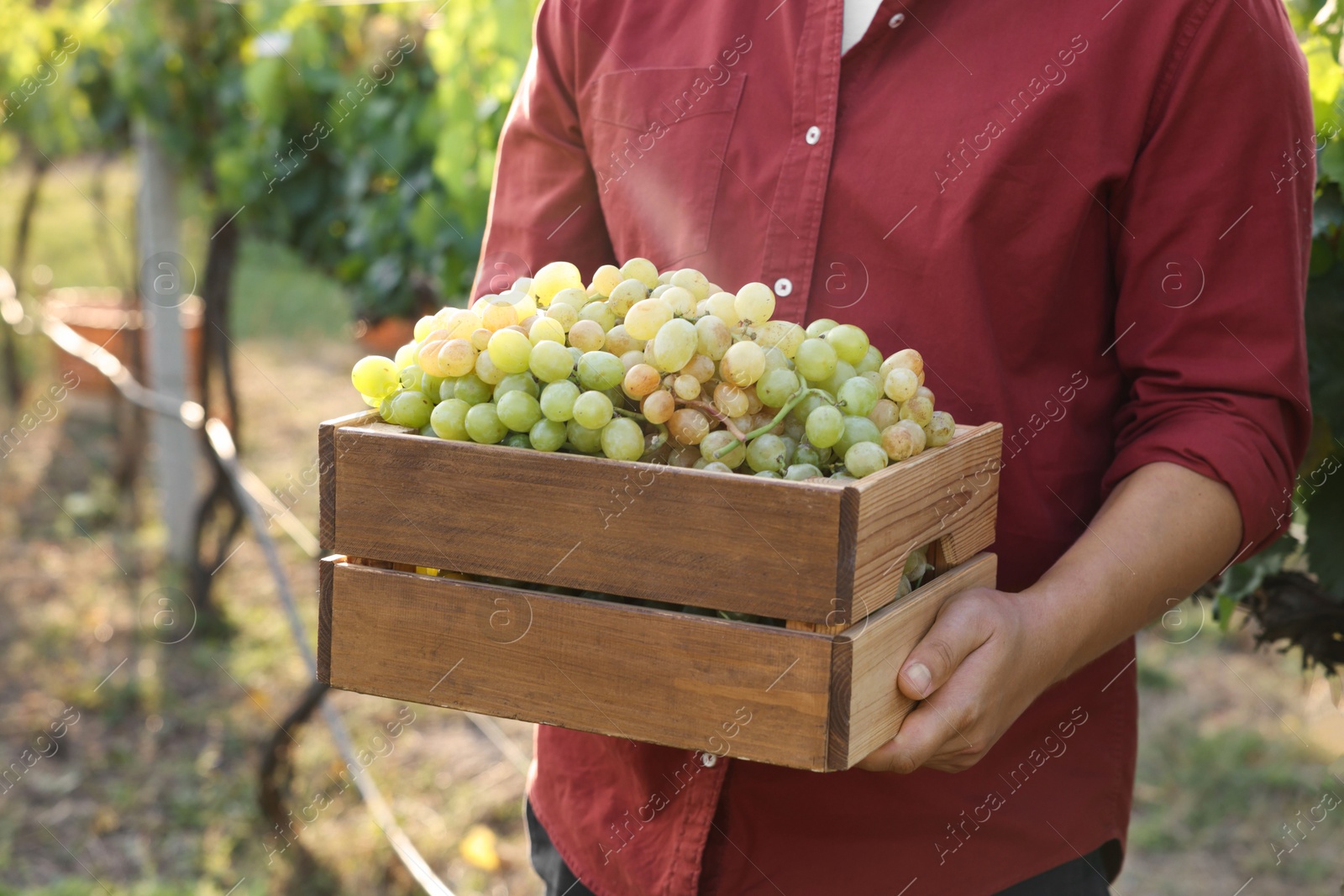 Photo of Farmer holding wooden crate with ripe grapes in vineyard, closeup