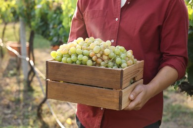 Photo of Farmer holding wooden crate with ripe grapes in vineyard, closeup