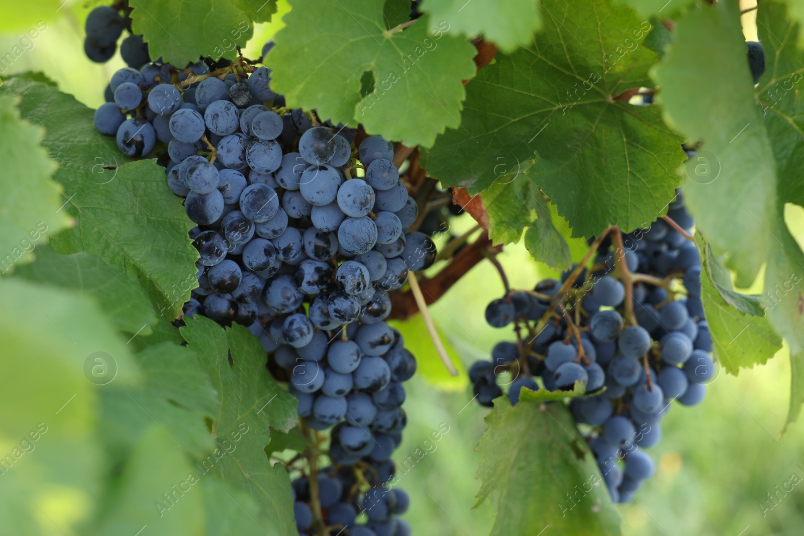 Photo of Ripe juicy grapes growing in vineyard outdoors, closeup