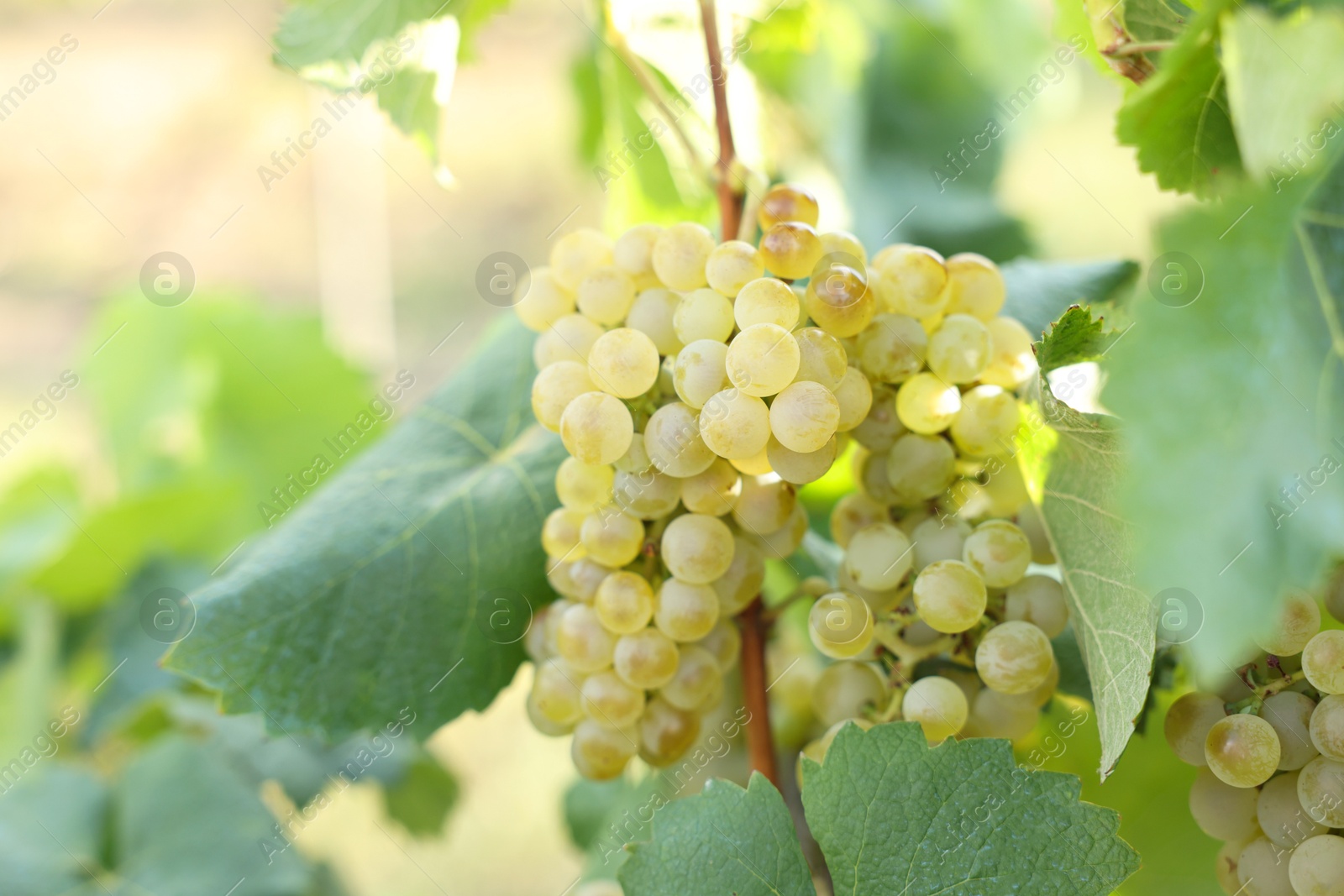 Photo of Ripe juicy grapes growing in vineyard outdoors, closeup