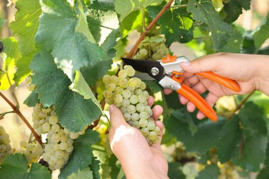 Photo of Farmer with secateurs picking ripe grapes outdoors, closeup