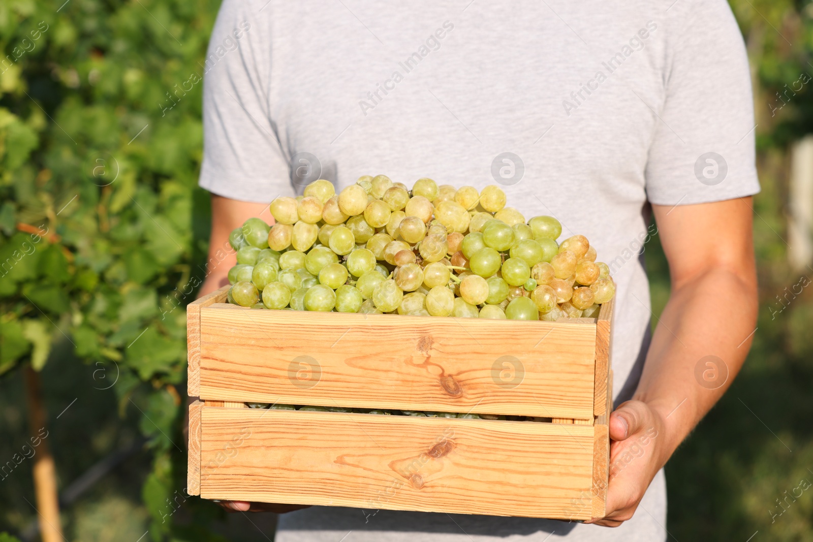 Photo of Farmer holding wooden crate with ripe grapes in vineyard, closeup