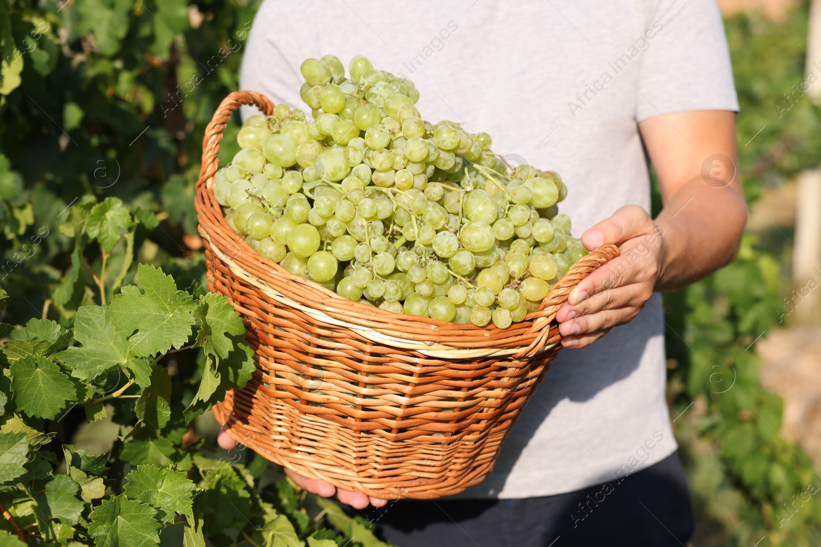 Photo of Farmer holding wicker basket with ripe grapes in vineyard, closeup