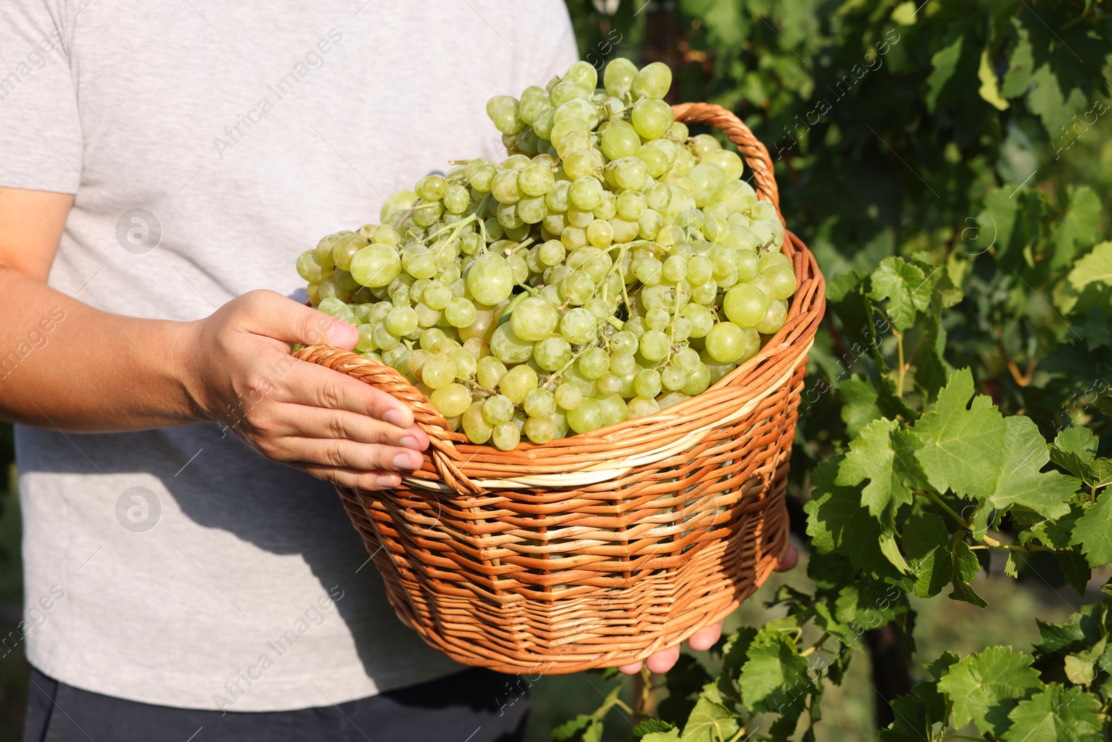 Photo of Farmer holding wicker basket with ripe grapes in vineyard, closeup