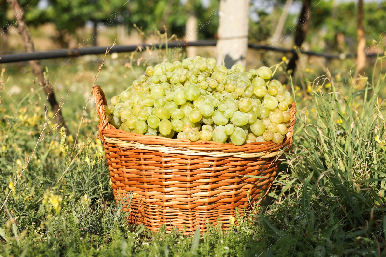 Photo of Ripe grapes in wicker basket outdoors on sunny day