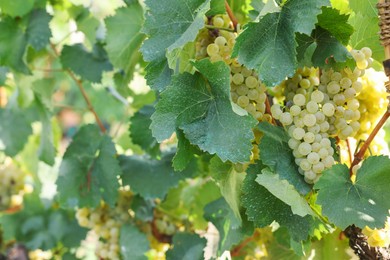 Photo of Ripe juicy grapes growing in vineyard outdoors