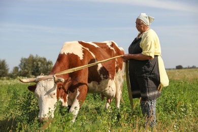 Photo of Senior woman with beautiful cow on pasture