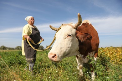 Senior woman with beautiful cow on pasture