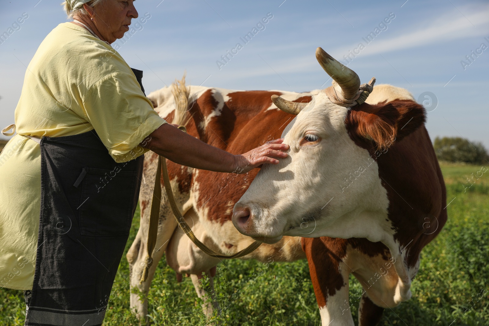 Photo of Senior woman with beautiful cow on pasture, closeup