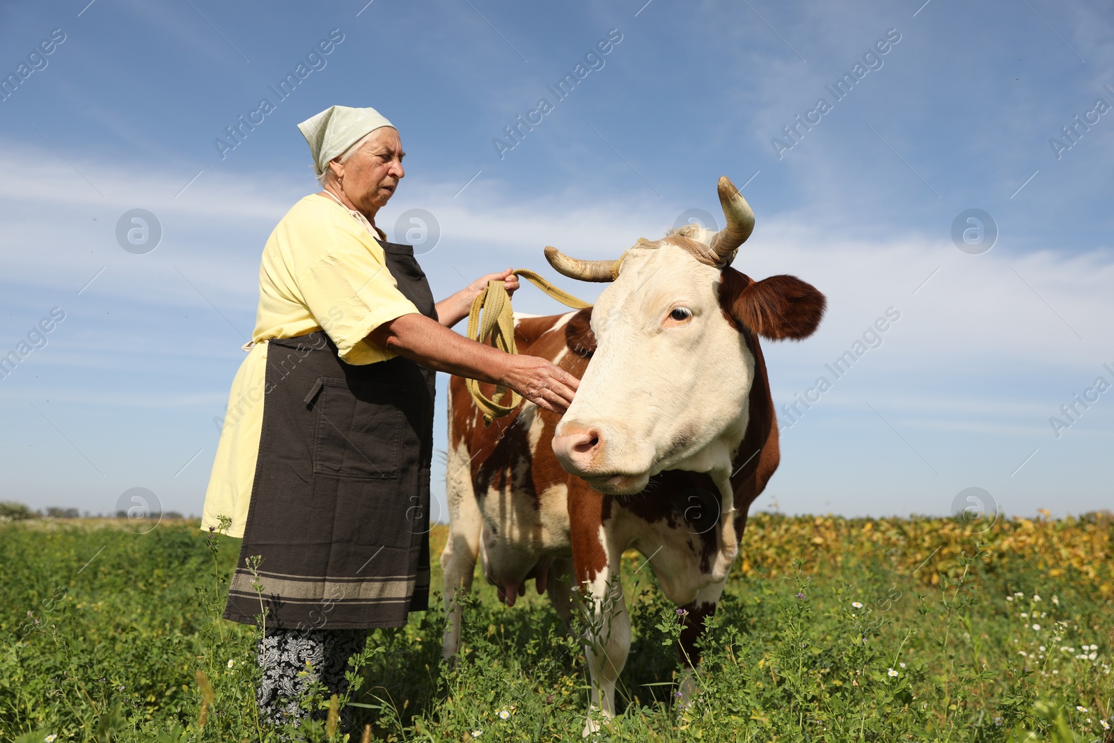 Photo of Senior woman with beautiful cow on pasture