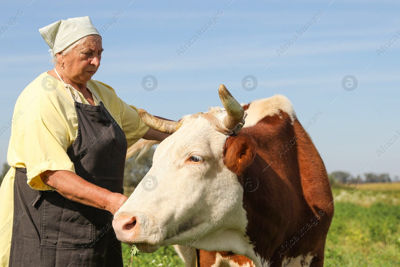 Photo of Senior woman with beautiful cow on pasture