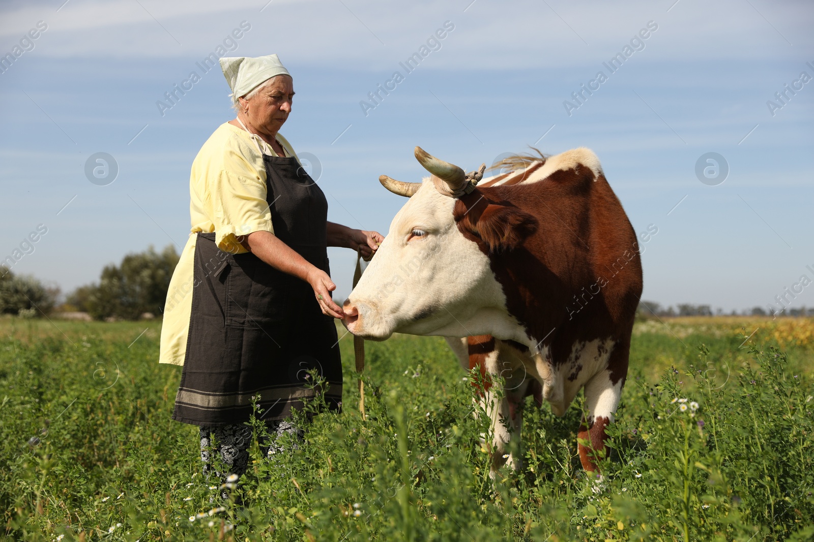 Photo of Senior woman with beautiful cow on pasture