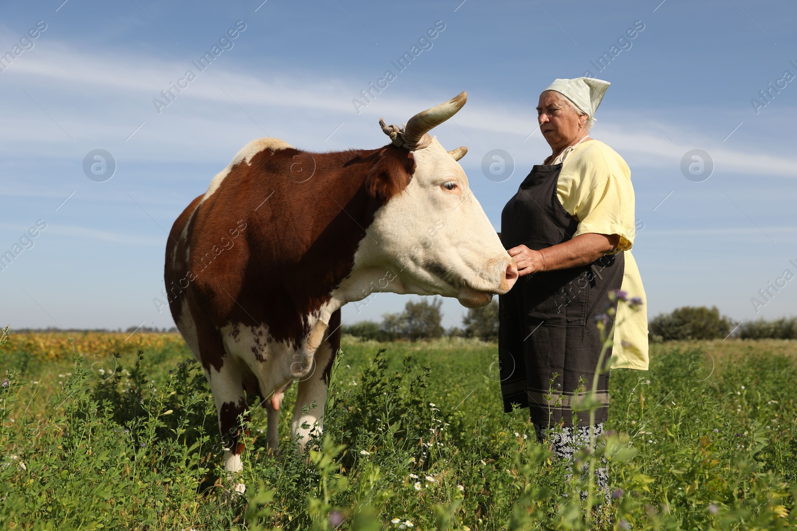 Photo of Senior woman with beautiful cow on pasture