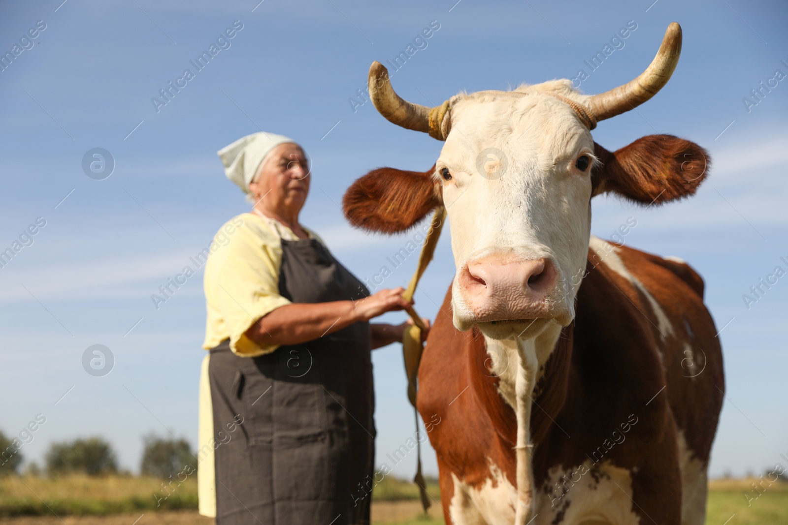 Photo of Senior woman with beautiful cow on pasture, selective focus