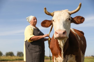 Senior woman with beautiful cow on pasture, selective focus