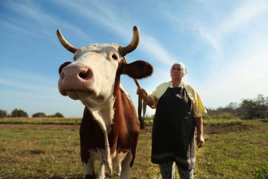 Photo of Senior woman with beautiful cow on pasture, selective focus