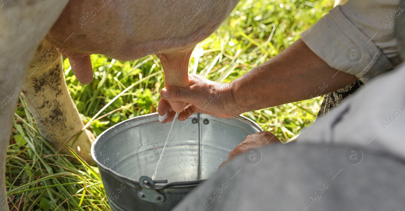 Photo of Senior woman milking cow in backyard, closeup