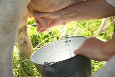 Photo of Senior woman milking cow in backyard, closeup