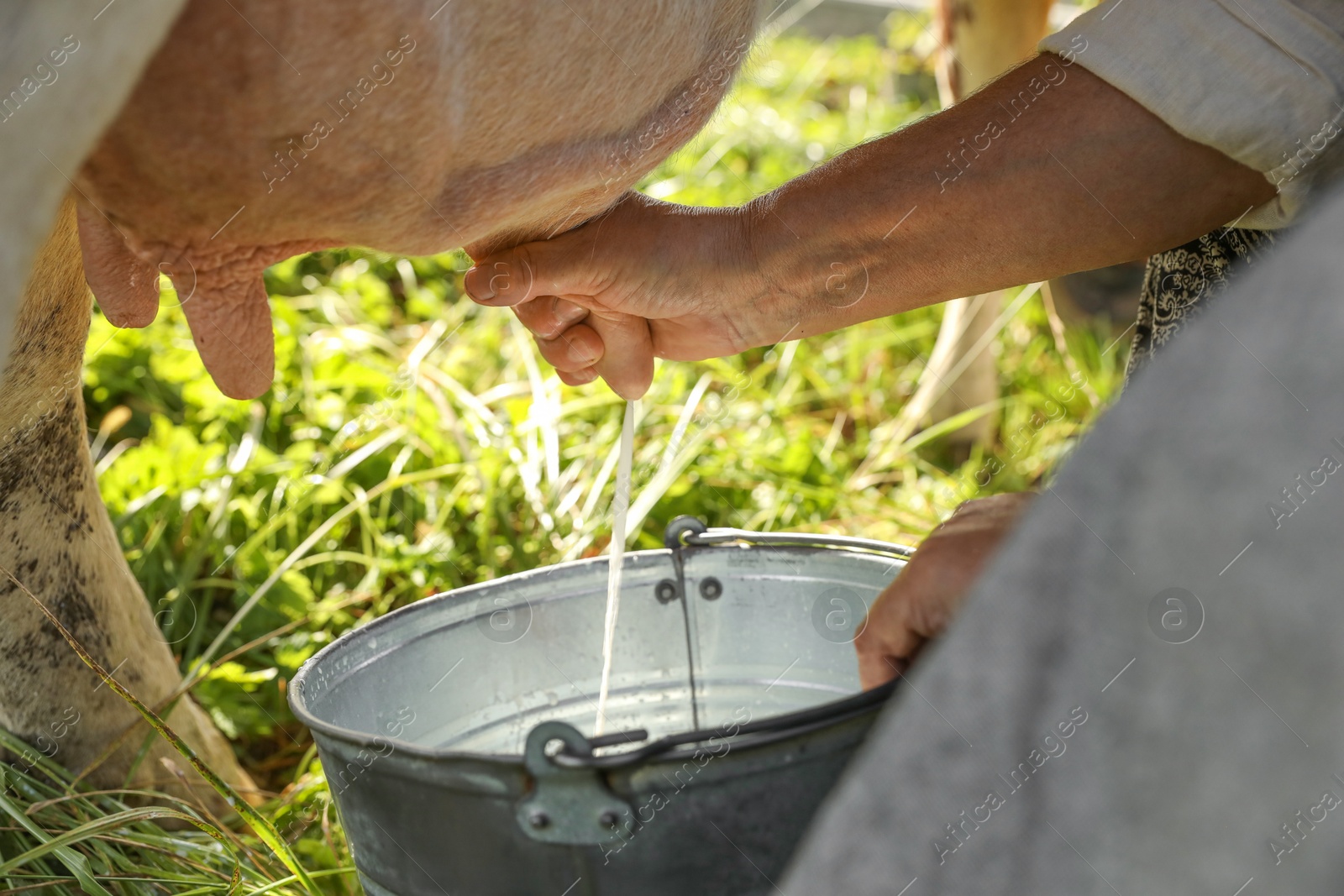 Photo of Senior woman milking cow in backyard, closeup