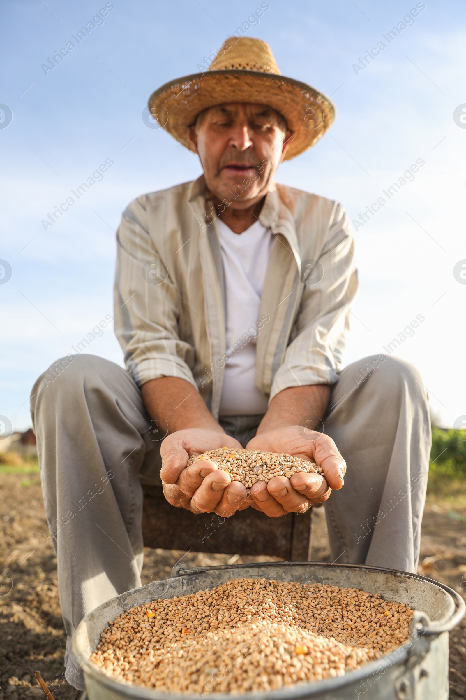 Photo of Senior man with ripe wheat grains outdoors, low angle view