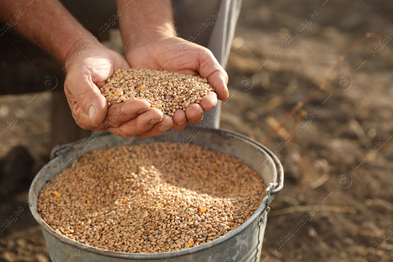 Photo of Senior man holding ripe wheat grains outdoors, closeup