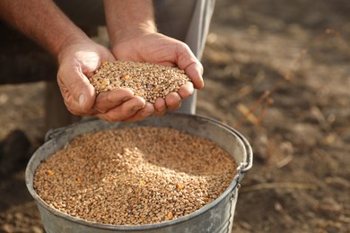 Photo of Senior man holding ripe wheat grains outdoors, closeup